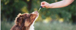 Bien-être Naturel pour Animaux