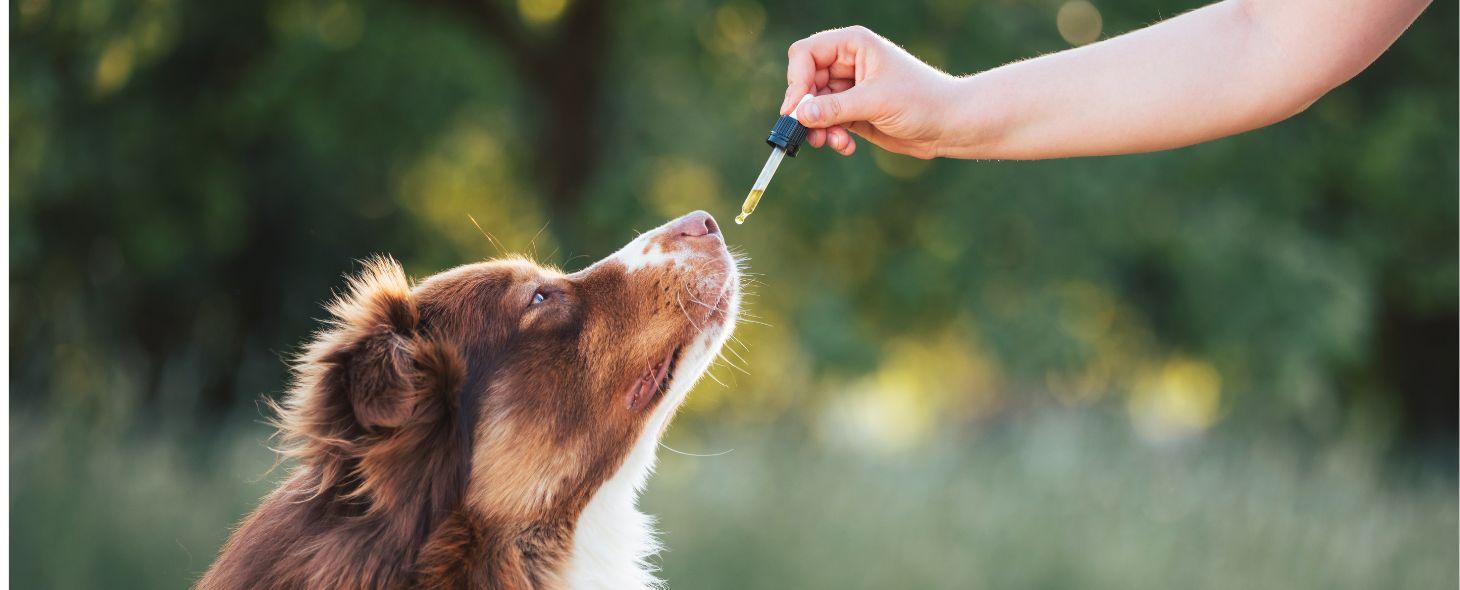 Bien-être Naturel pour Animaux