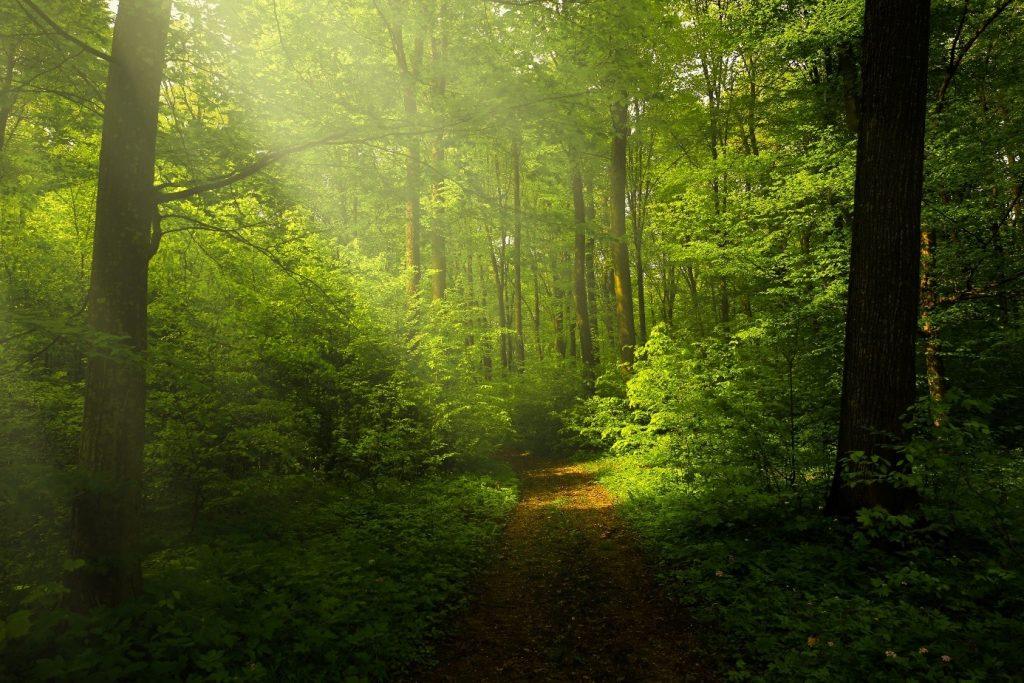 forêt au lever du jour, lumière douce, atmosphère calme.