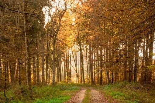forêt baignée de lumière, ambiance paisible et régénérante.
