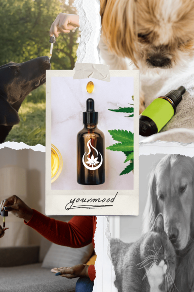 Montage photo présentant différents éléments liés au bien-être, dont une bouteille de CBD, des plantes et des moments de détente.